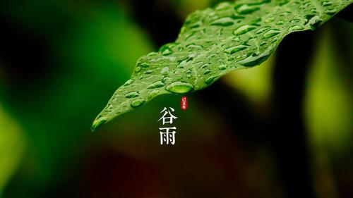 明朝知谷雨，無策禁花風(fēng)